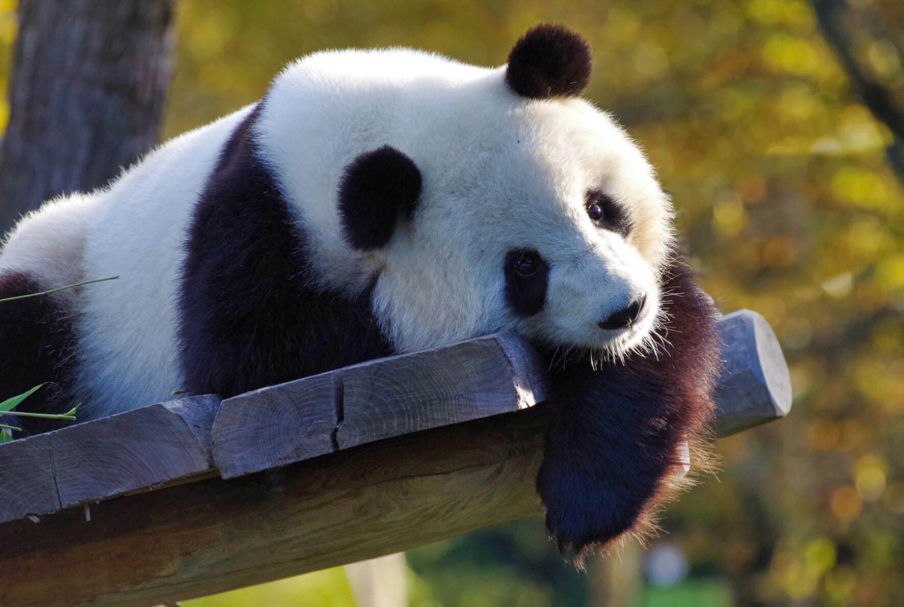 A giant panda stretched comfortably across a wooden platform