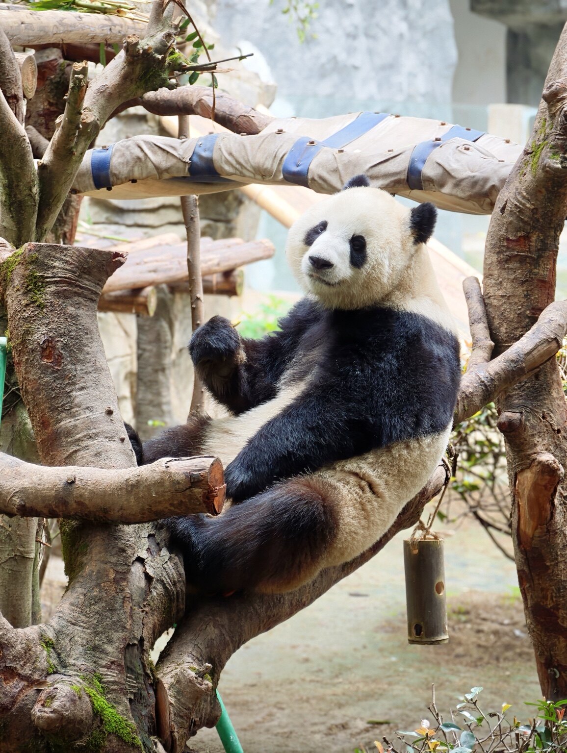 A giant panda relaxing among tree branches in Chengdu